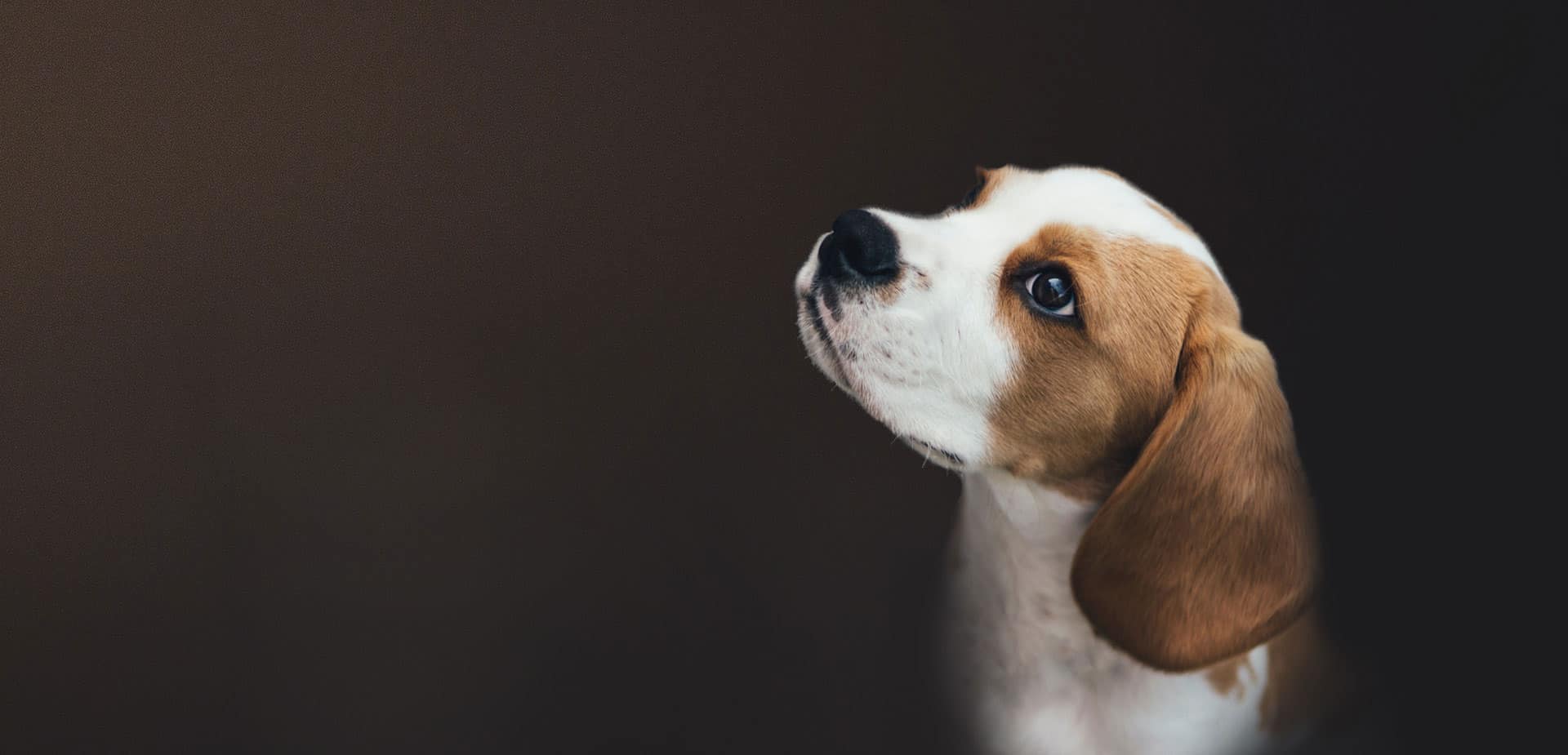 Hond